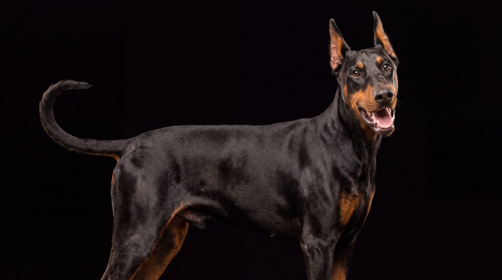 Doberman studio – collection at WF9 1AX