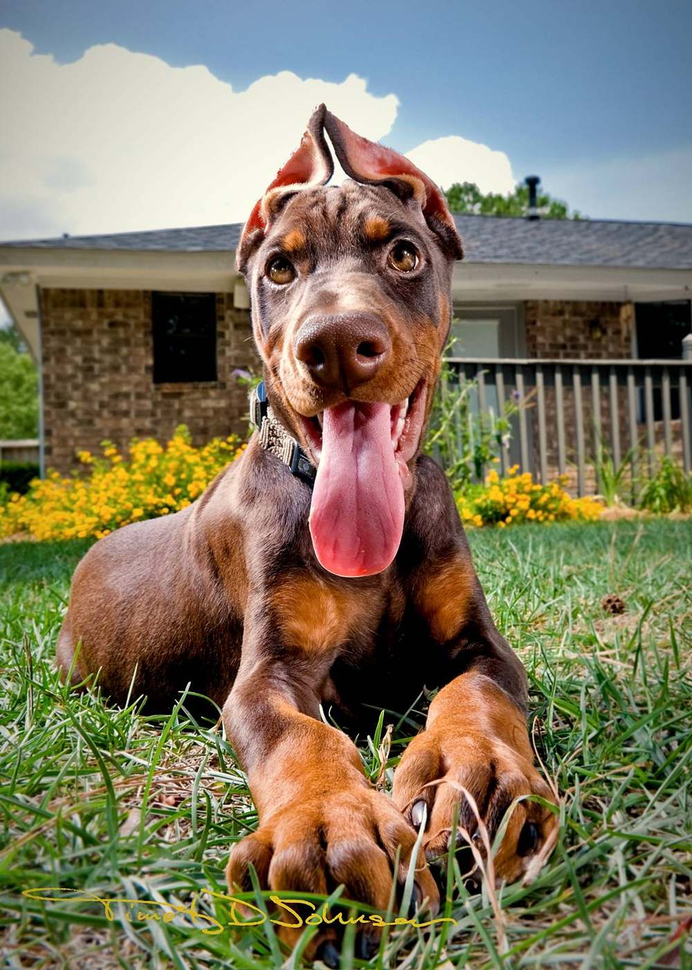 Puppy – puppy range